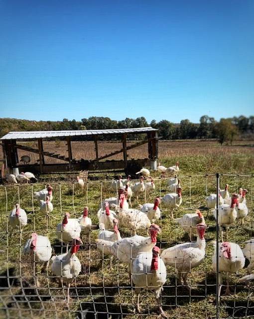 Recipes and Cooking Tips for the Perfect Regenerative Pasture-Raised Turkey Dinner