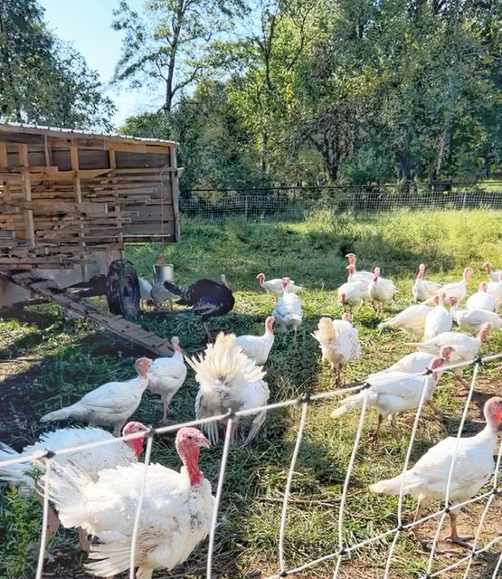 What makes our Non-GMO Pasture Raised Turkeys Regenerative?