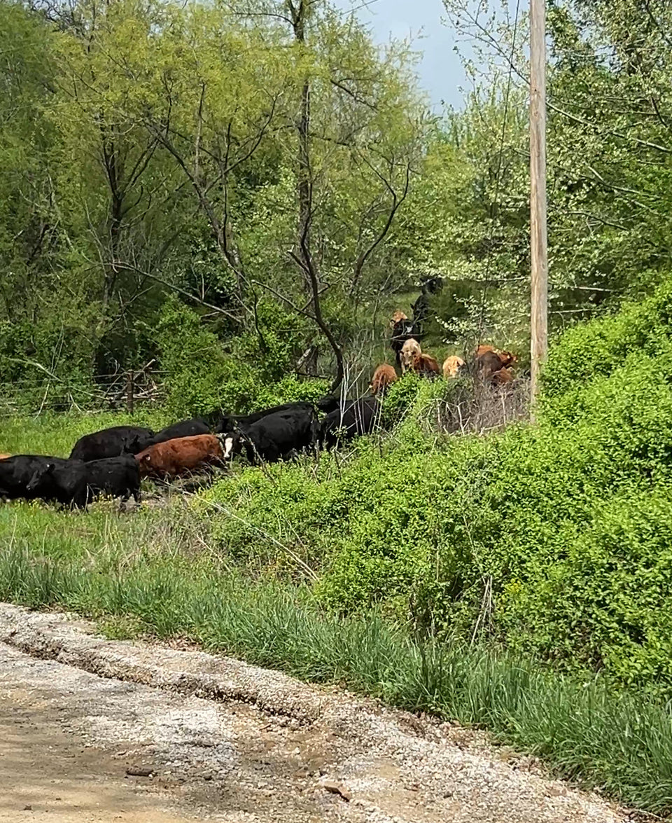 Spring Ranch Update