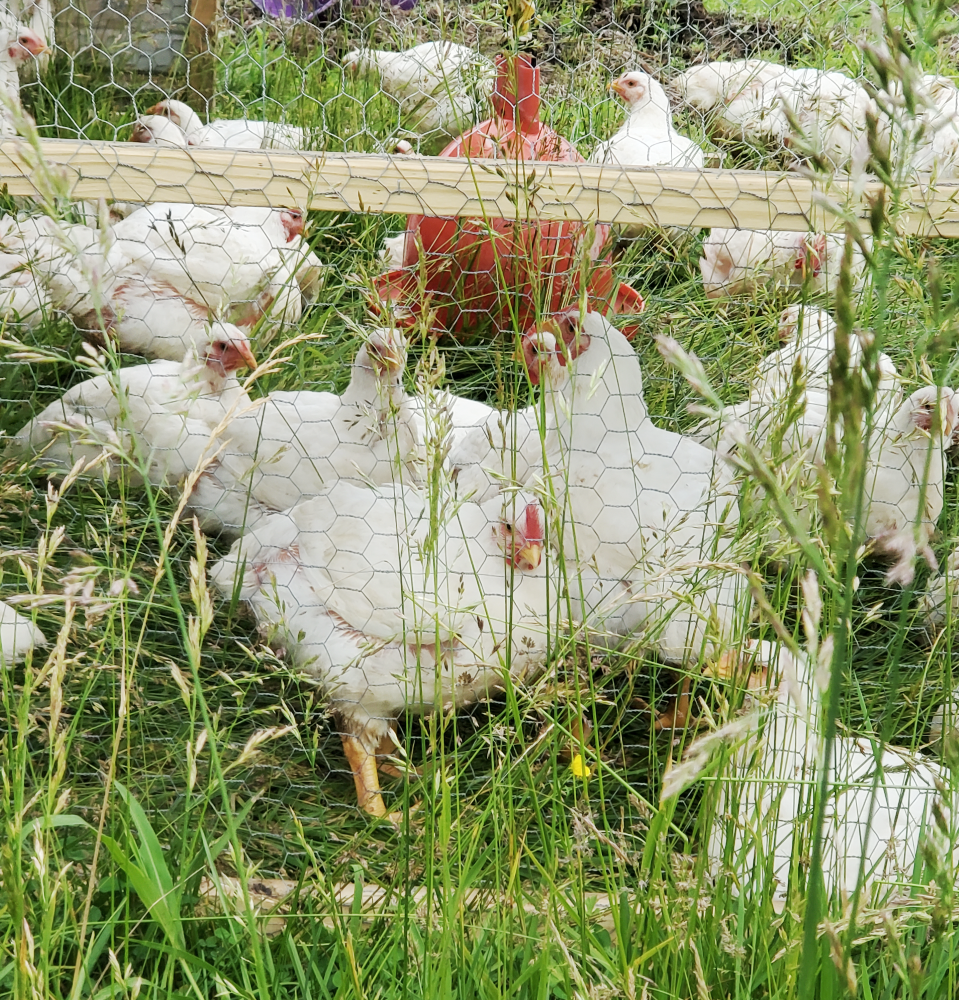 The How and Why We Raise Green Grass Chicken