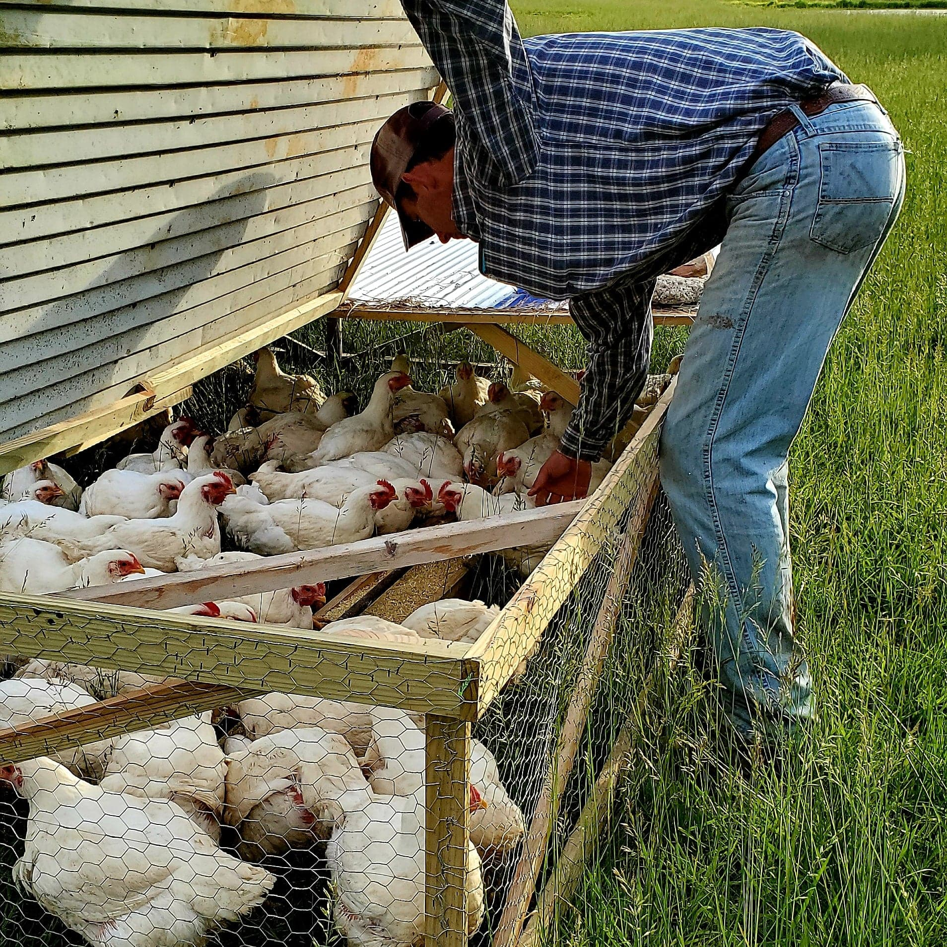 Regenerative All American Pasture Raised Chicken